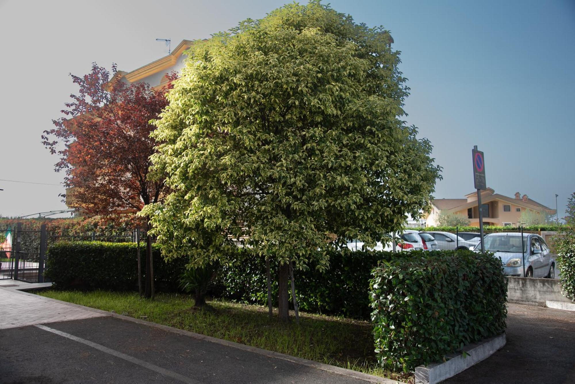 Ferienwohnung Fele'S House Guidonia Exterior foto